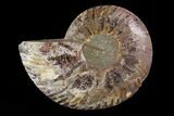 Agatized Ammonite Fossil (Half) - Madagascar #83846-1